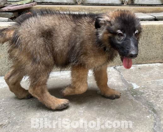 German Shepherd - Double Long Coat Puppies for Sale